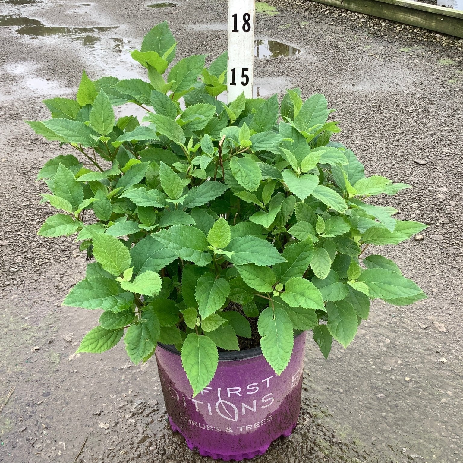 FlowerFull Smooth Hydrangea in a #3 container showing lush green foliage at a nursery growing facility.