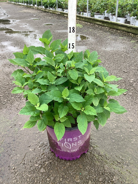 FlowerFull Smooth Hydrangea in a #3 container showing lush green foliage at a nursery growing facility.