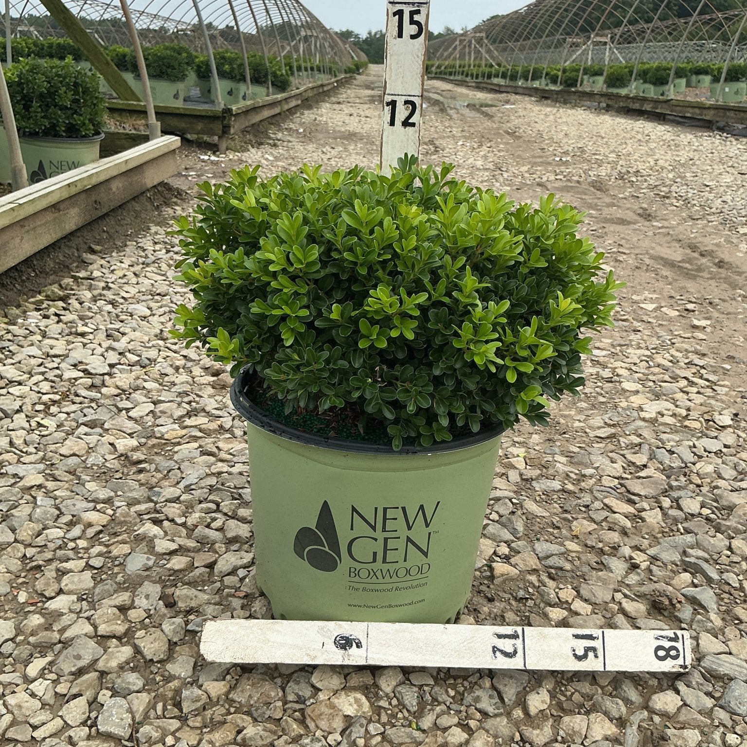 NewGen Independence Boxwood in a #3 container shown against a measurement stake at a nursery grow yard.