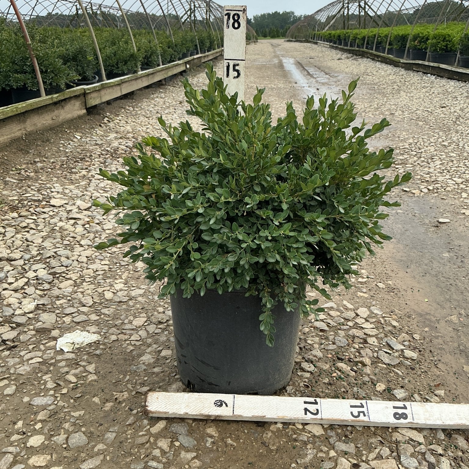 Flat-tery Boxwood shrub in a #3 container at a nursery, showing dense low-spreading green foliage with a measurement stake.