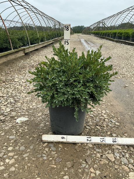 Flat-tery Boxwood shrub in a #3 container at a nursery, showing dense low-spreading green foliage with a measurement stake.