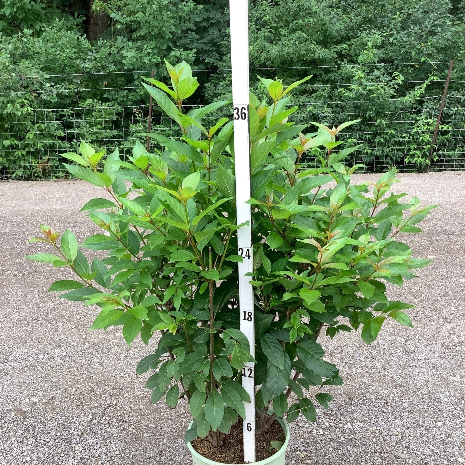 Magical Moonlight Buttonbush shrub in a nursery container, showing lush green foliage reaching about 36 inches tall.