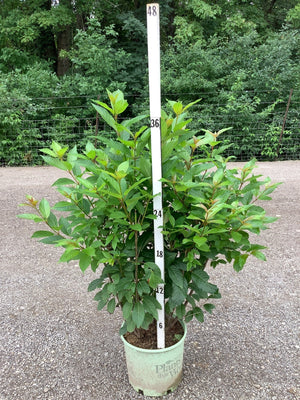 Magical Moonlight Buttonbush shrub in a nursery container, showing lush green foliage reaching about 36 inches tall.