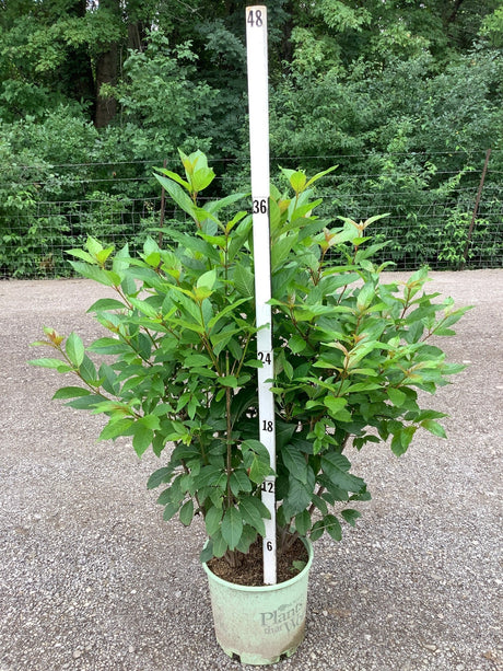 Magical Moonlight Buttonbush shrub in a nursery container, showing lush green foliage reaching about 36 inches tall.