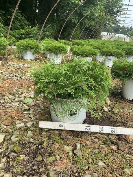 Celtic Pride® Siberian Cypress in a #3 container showing dense, lacy green foliage at a nursery grow yard.