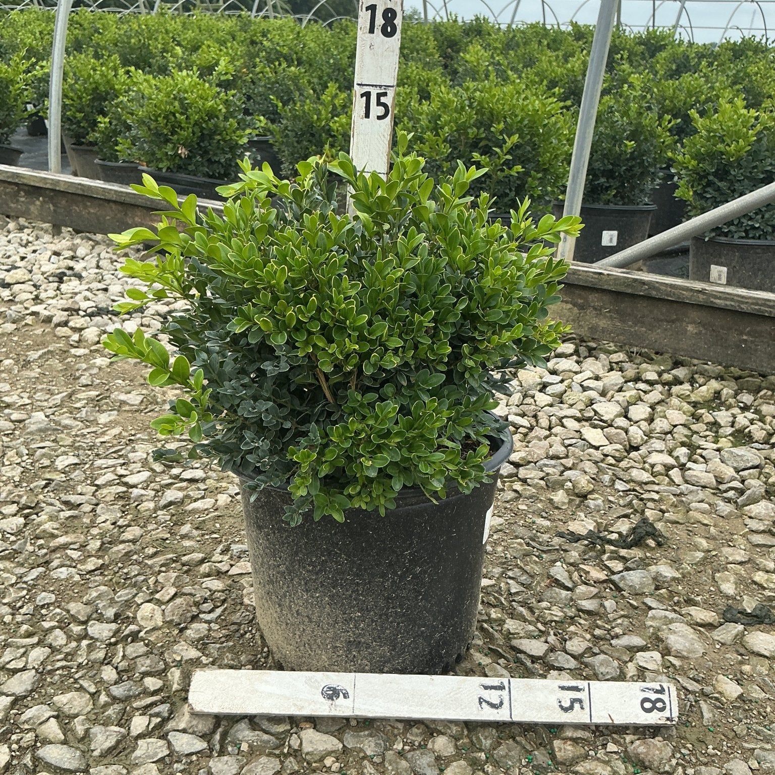 Green Velvet Boxwood shrub in a #3 nursery container, showing dense rounded form with glossy dark green foliage.