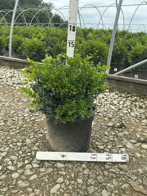 Green Velvet Boxwood shrub in a #3 nursery container, showing dense rounded form with glossy dark green foliage.