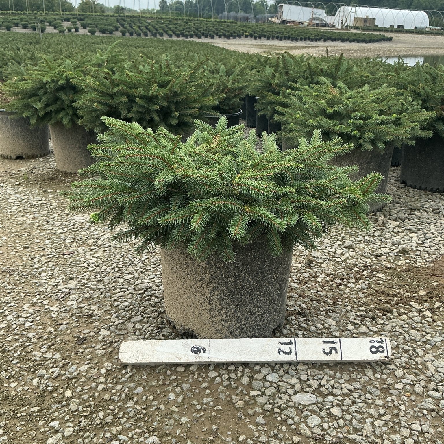 Bird's Nest Spruce Picea abies Nidiformis in a #3 container at a nursery, showing its low mounding habit with dense blue-green needles.