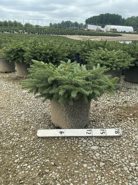 Bird's Nest Spruce Picea abies Nidiformis in a #3 container at a nursery, showing its low mounding habit with dense blue-green needles.