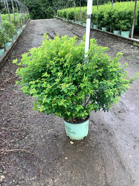 Lespedeza Candy Girl Prairie Mallow shrub in a nursery container showing dense bright green foliage habit.