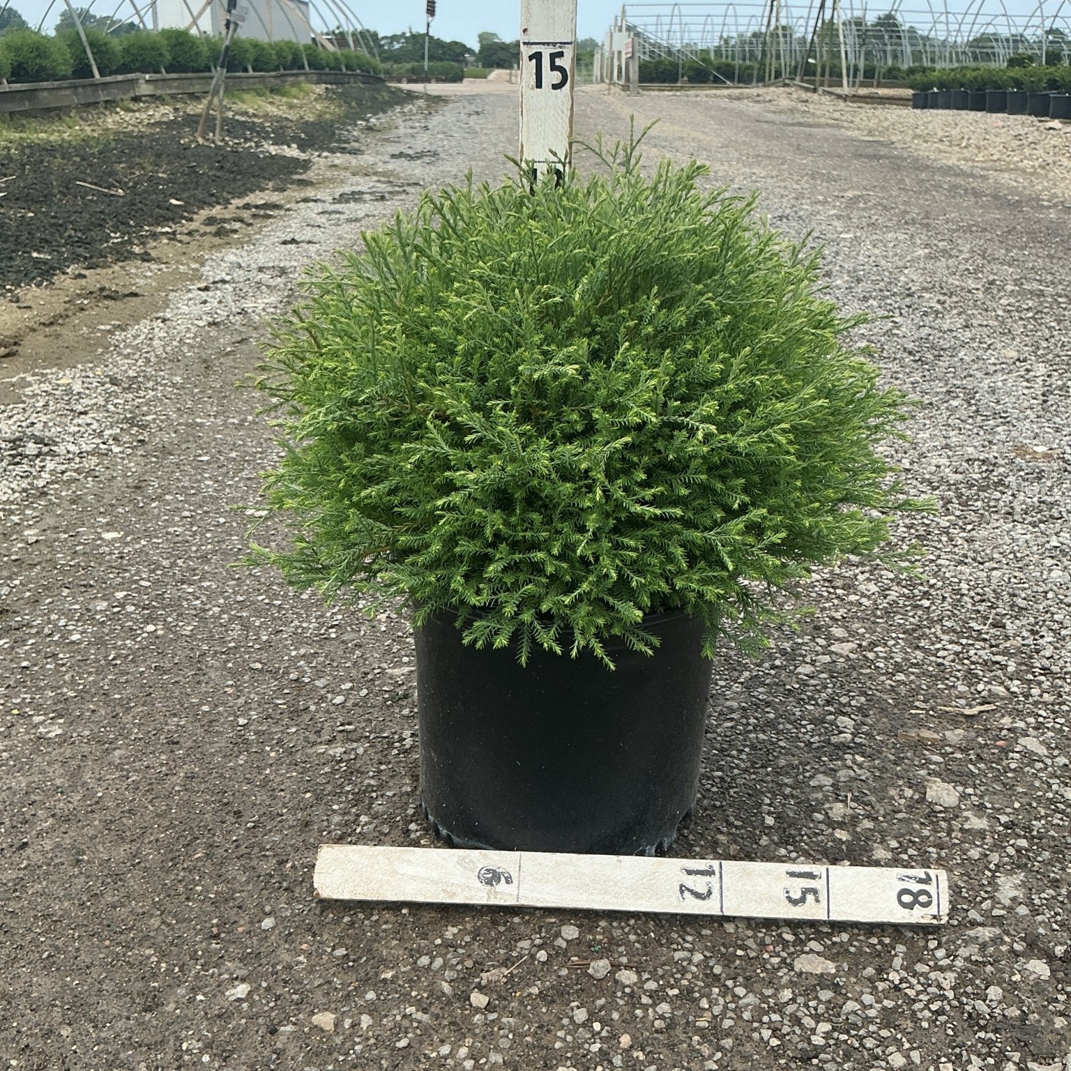 Mr. Bowling Ball Arborvitae in a #3 container with dense rounded green foliage, shown with measurement stakes at a nursery.