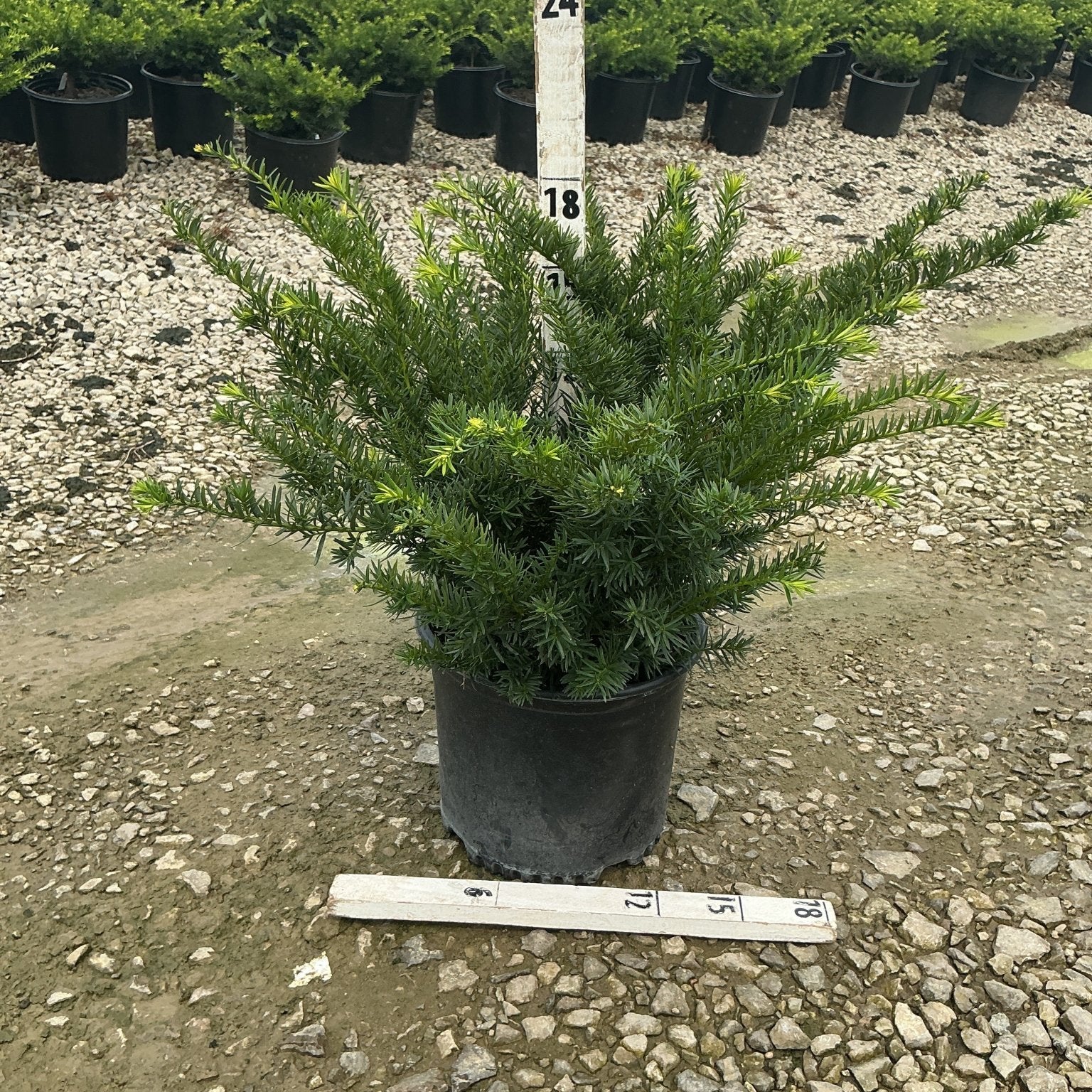 Densiformis Yew shrub in a #3 nursery container with spreading dark green needle foliage, shown at a growing facility.