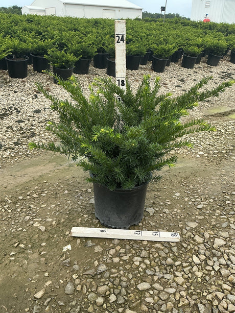 Densiformis Yew shrub in a #3 nursery container with spreading dark green needle foliage, shown at a growing facility.