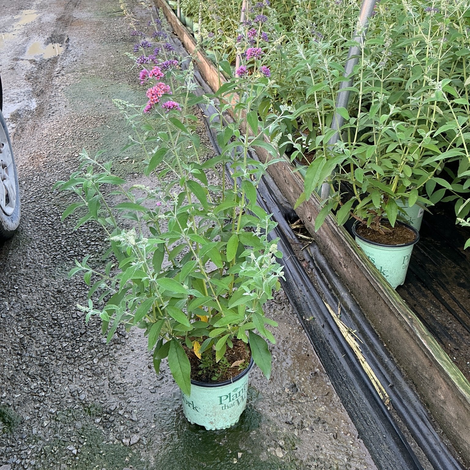 BiColor Butterfly Bush in a #1 container displaying pink and purple blooms at a nursery greenhouse.