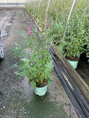 BiColor Butterfly Bush in a #1 container displaying pink and purple blooms at a nursery greenhouse.