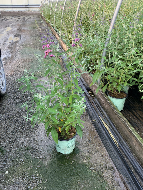 BiColor Butterfly Bush in a #1 container displaying pink and purple blooms at a nursery greenhouse.