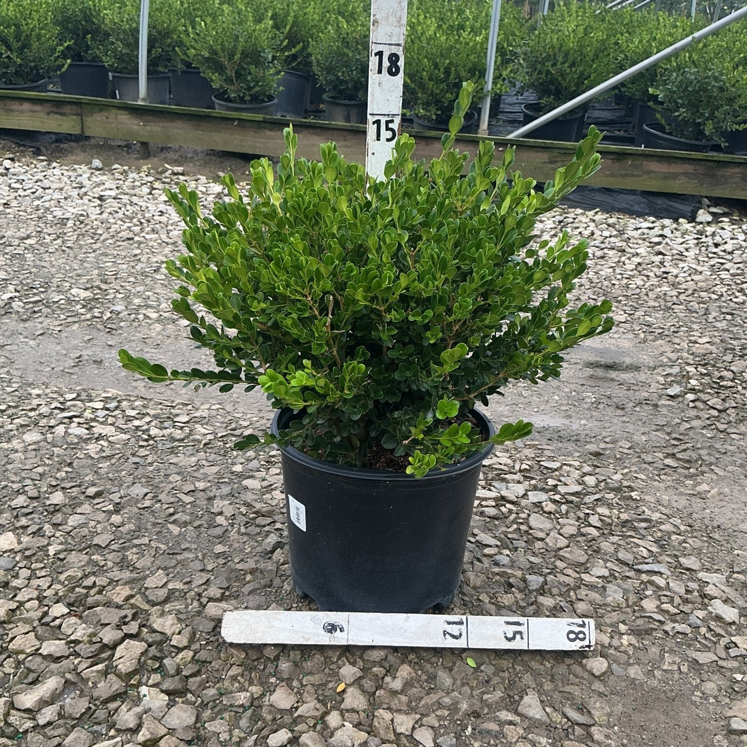 Winter Gem Boxwood in a #3 container shows dense, glossy green foliage measured at approximately 15 inches tall.