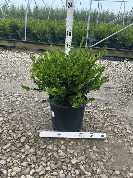 Winter Gem Boxwood in a #3 container shows dense, glossy green foliage measured at approximately 15 inches tall.