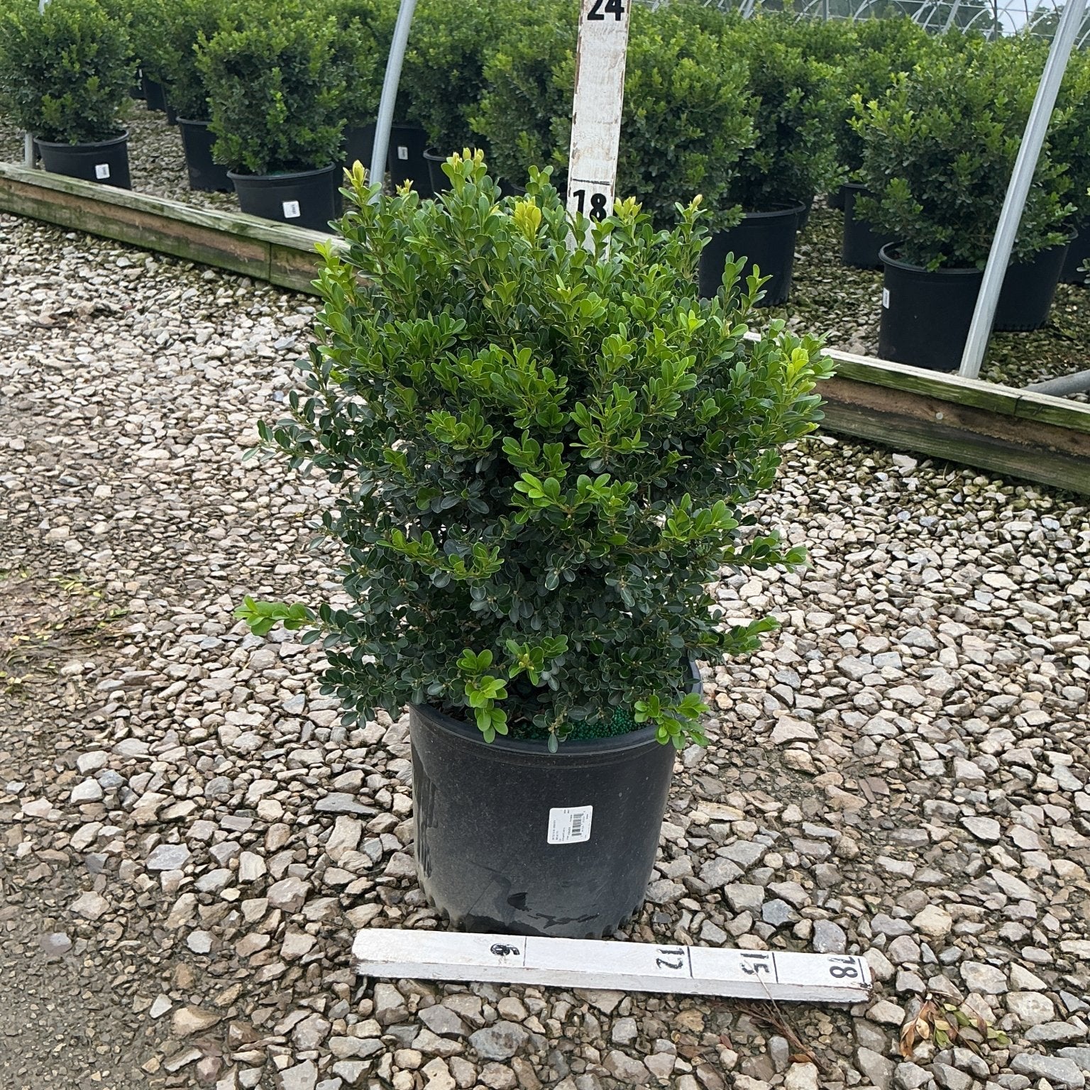Green Beauty Boxwood shrub in a black nursery container displayed on gravel at a plant nursery, showing dense dark green foliage.