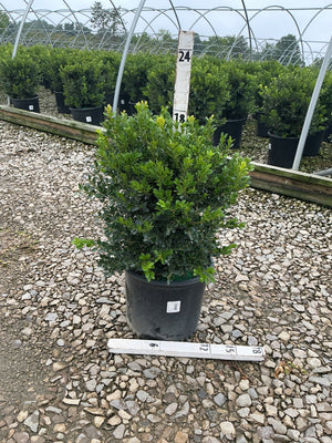 Green Beauty Boxwood shrub in a black nursery container displayed on gravel at a plant nursery, showing dense dark green foliage.