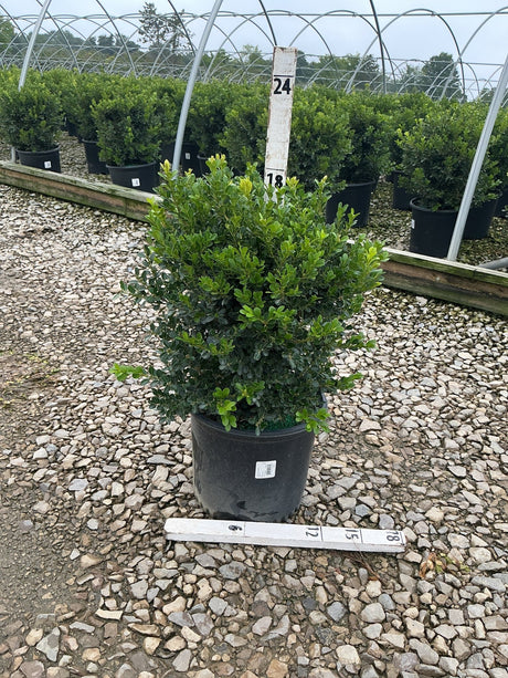 Green Beauty Boxwood shrub in a black nursery container displayed on gravel at a plant nursery, showing dense dark green foliage.