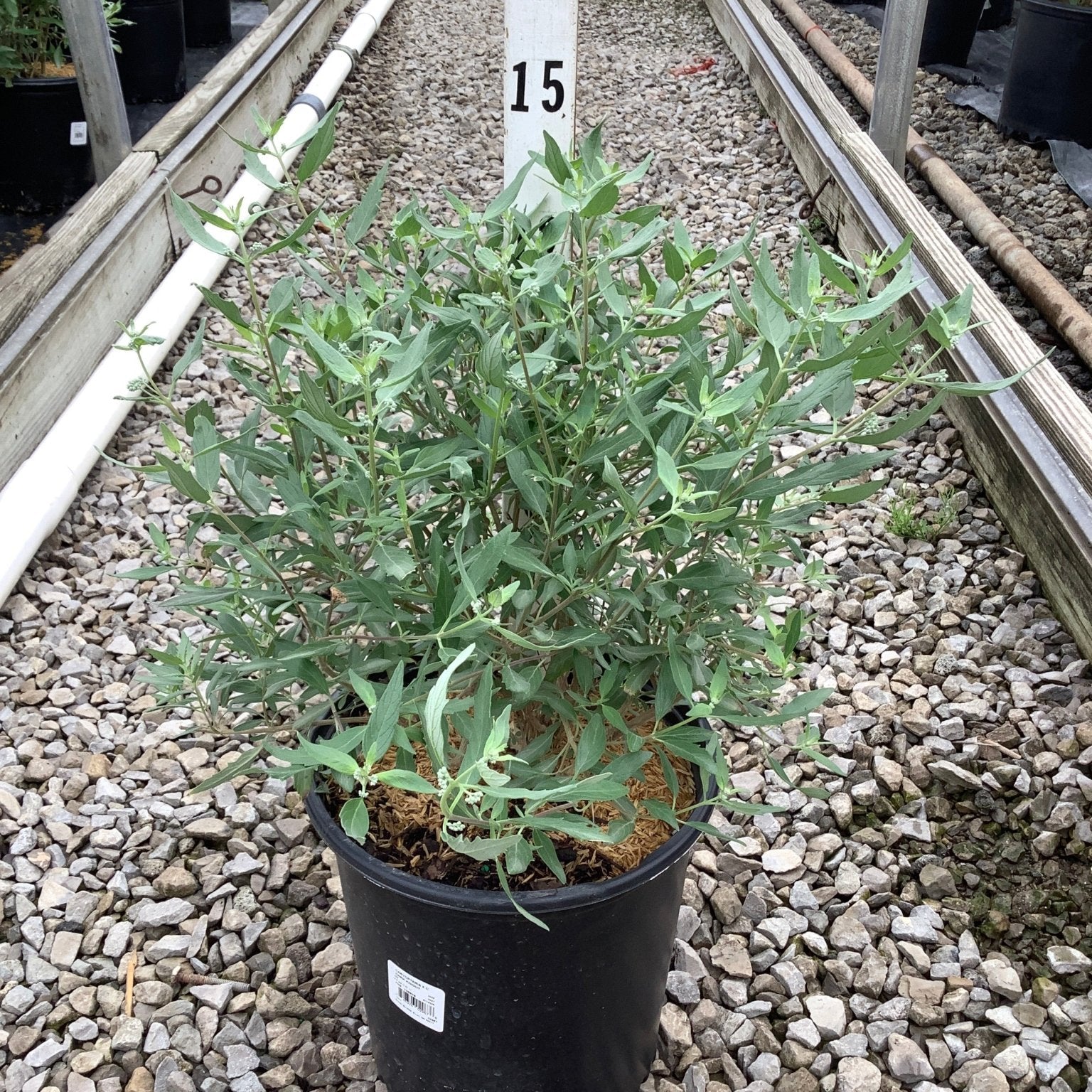 Dark Knight Bluebeard shrub in a #2 black nursery container, showing dense green foliage with small white buds in a greenhouse setting.