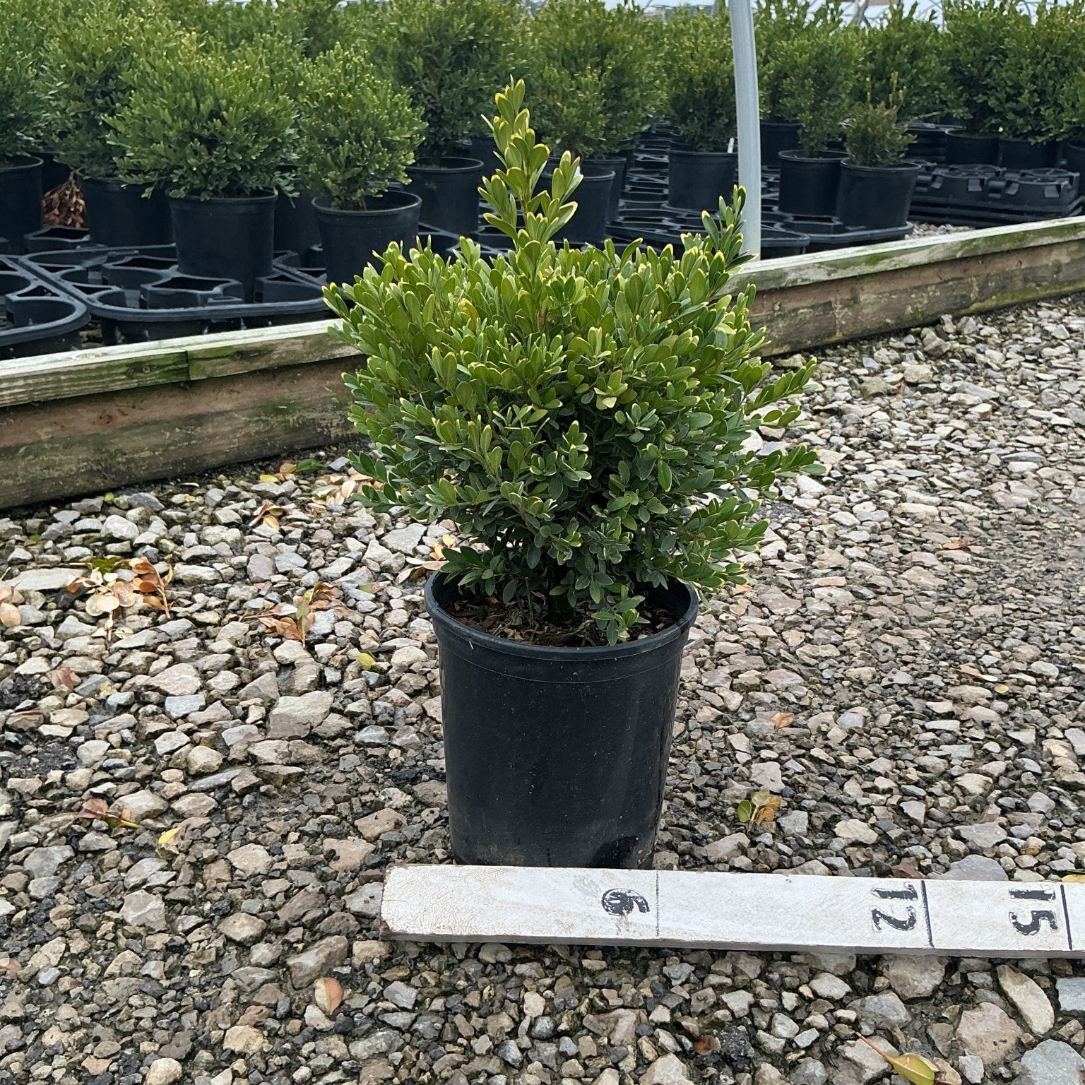 Green Gem Boxwood shrub in a #1 black nursery container displayed on gravel at a garden center.