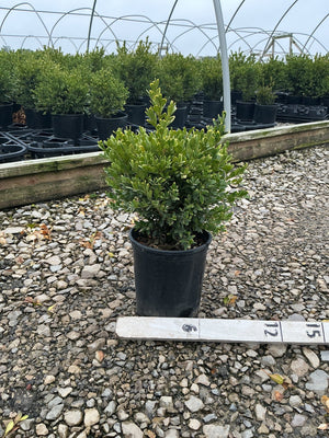 Green Gem Boxwood shrub in a #1 black nursery container displayed on gravel at a garden center.