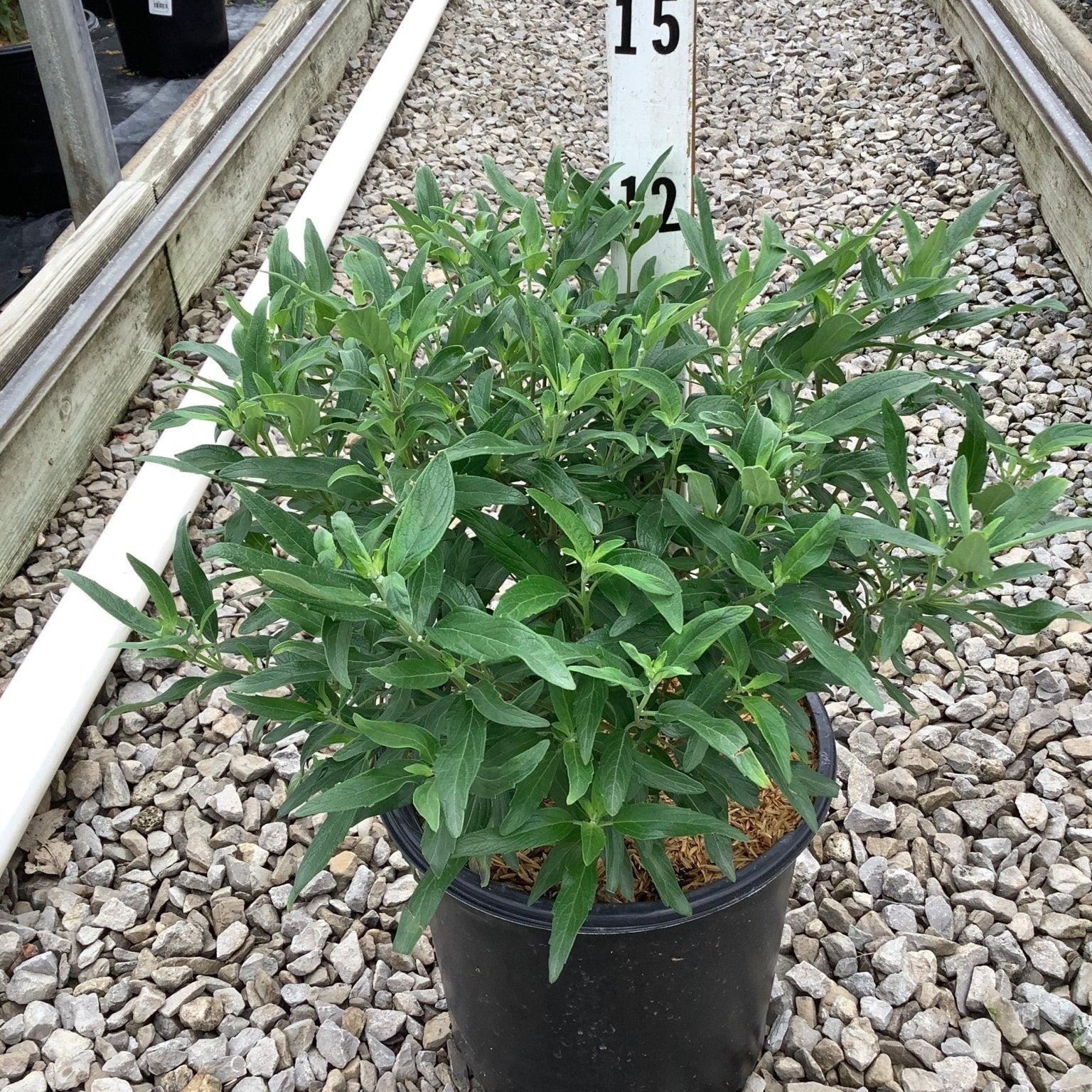 Petit Bleu Bluebeard shrub in a #2 black nursery container, showing dense green foliage before late summer bloom.