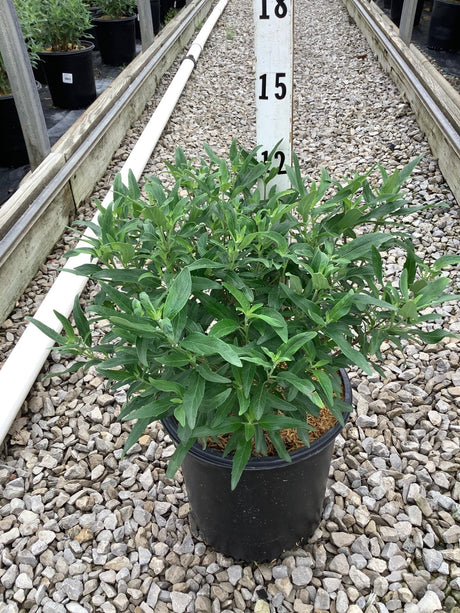 Petit Bleu Bluebeard shrub in a #2 black nursery container, showing dense green foliage before late summer bloom.