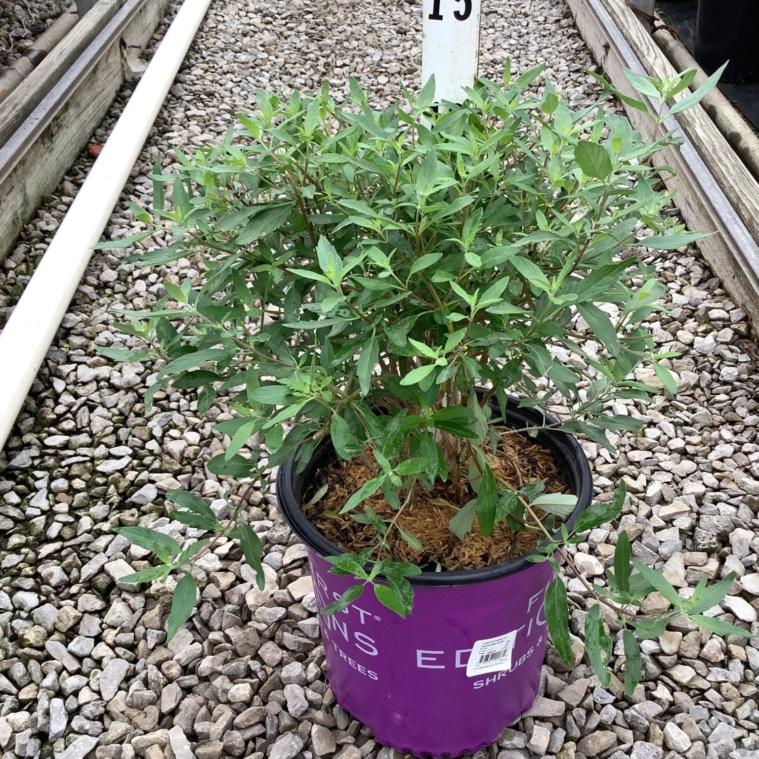 Sapphire Surf Bluebeard shrub in a #2 container showing dense green foliage at a nursery growing facility.