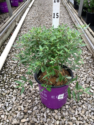 Sapphire Surf Bluebeard shrub in a #2 container showing dense green foliage at a nursery growing facility.