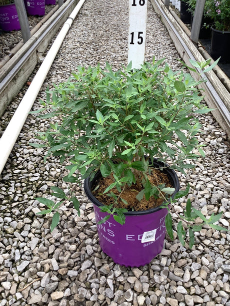 Sapphire Surf Bluebeard shrub in a #2 container showing dense green foliage at a nursery growing facility.