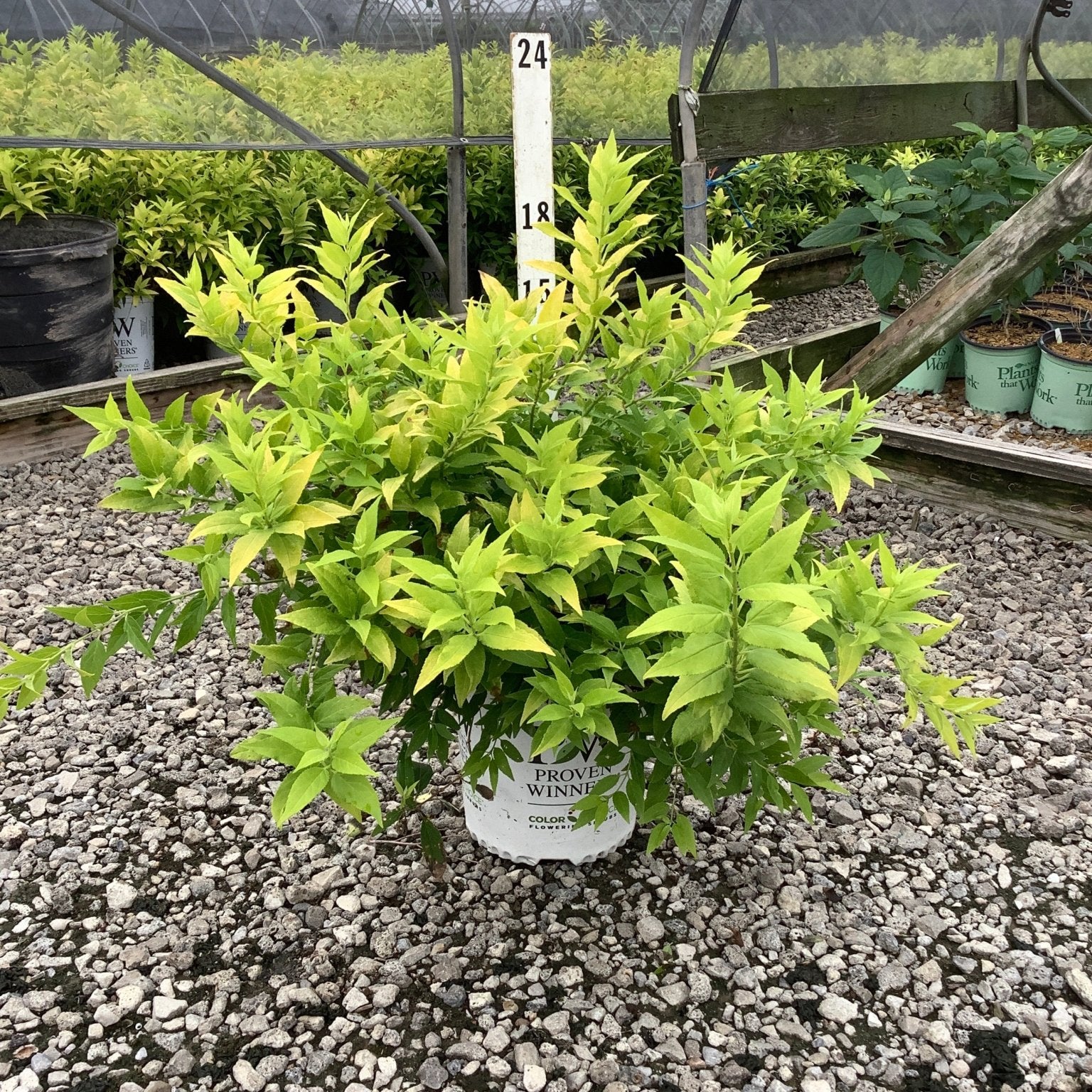 Chardonnay Pearls Deutzia shrub in a #2 container displaying bright chartreuse foliage at a nursery greenhouse.