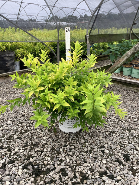 Chardonnay Pearls Deutzia shrub in a #2 container displaying bright chartreuse foliage at a nursery greenhouse.