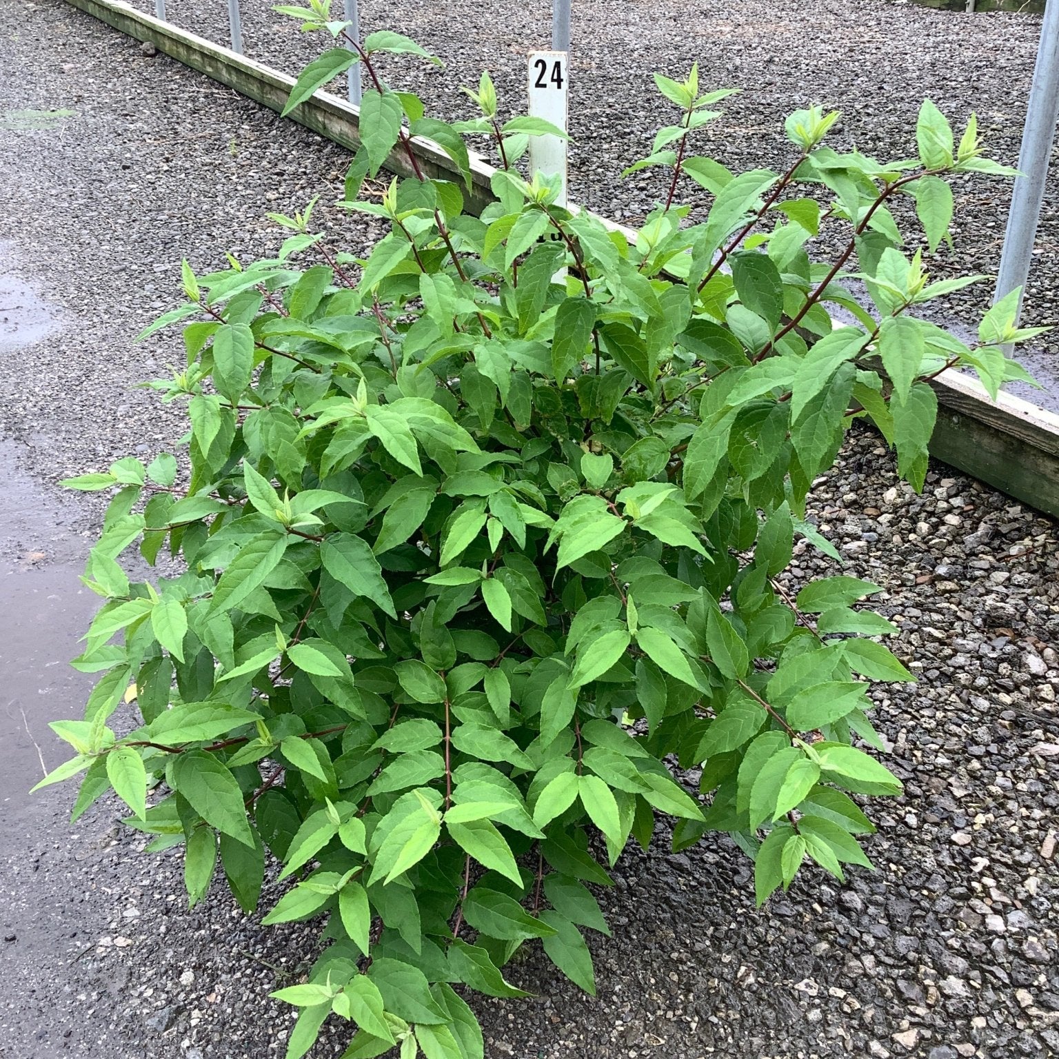 Raspberry Sundae Deutzia shrub showing dense green foliage and reddish stems in a nursery growing bed.