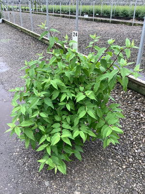 Raspberry Sundae Deutzia shrub showing dense green foliage and reddish stems in a nursery growing bed.