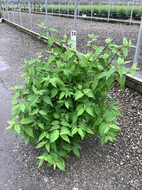 Raspberry Sundae Deutzia shrub showing dense green foliage and reddish stems in a nursery growing bed.