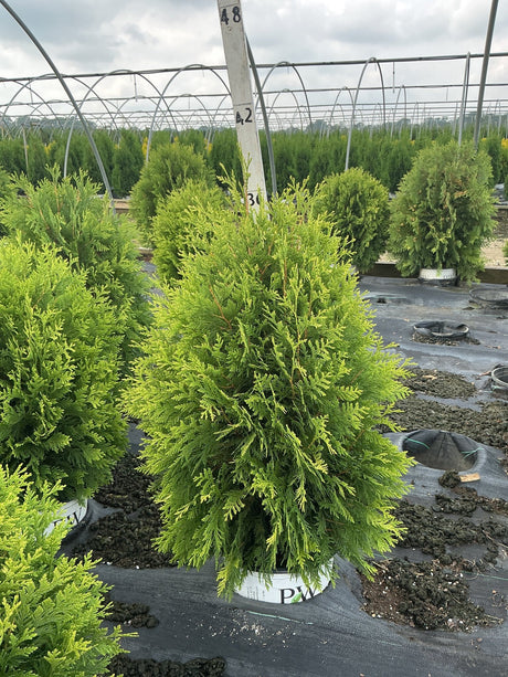 Cheer Drops Arborvitae in a #3 container showing bright green conical foliage growing in a nursery greenhouse setting.