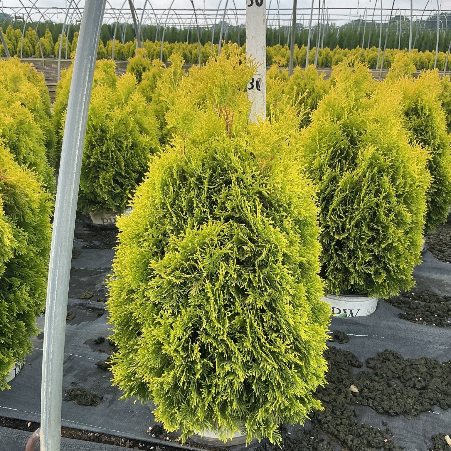 Fluffy Western Arborvitae shrubs in nursery containers showing golden-green upright foliage on a cloudy day.