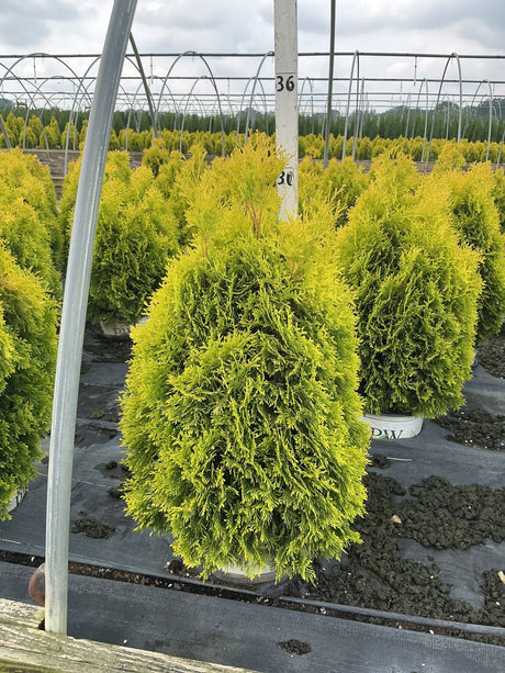 Fluffy Western Arborvitae shrubs in nursery containers showing golden-green upright foliage on a cloudy day.
