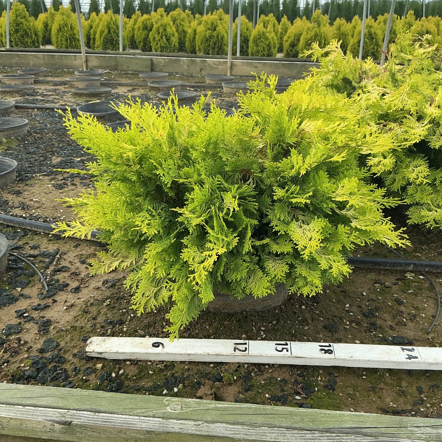 Golden Hinoki False Cypress shrub with bright yellow-green foliage in a nursery container, shown with a measurement ruler.