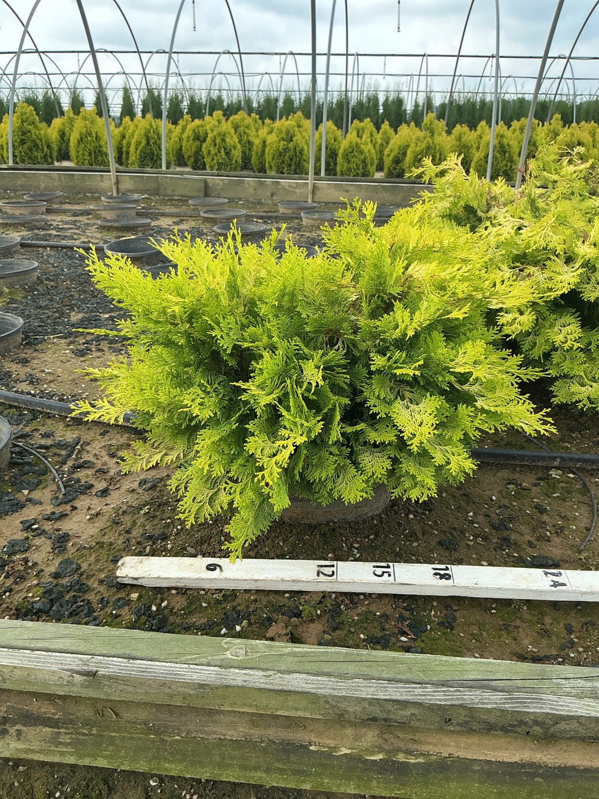 Golden Hinoki False Cypress shrub with bright yellow-green foliage in a nursery container, shown with a measurement ruler.