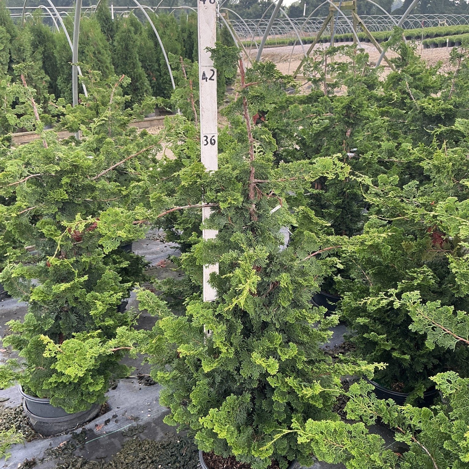 Well's Special Hinoki False Cypress in a nursery container, showing its layered, feathery green foliage and upright conical habit.