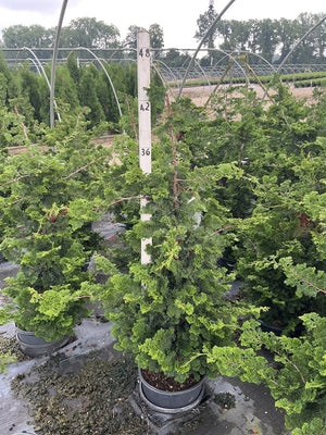 Well's Special Hinoki False Cypress in a nursery container, showing its layered, feathery green foliage and upright conical habit.