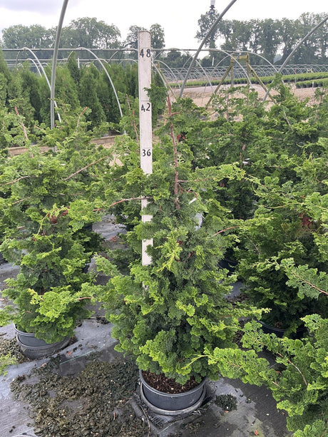 Well's Special Hinoki False Cypress in a nursery container, showing its layered, feathery green foliage and upright conical habit.