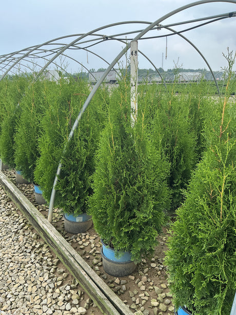 Rows of Private Jet Arborvitae in nursery containers under a hoop house structure, showing dense columnar green foliage.