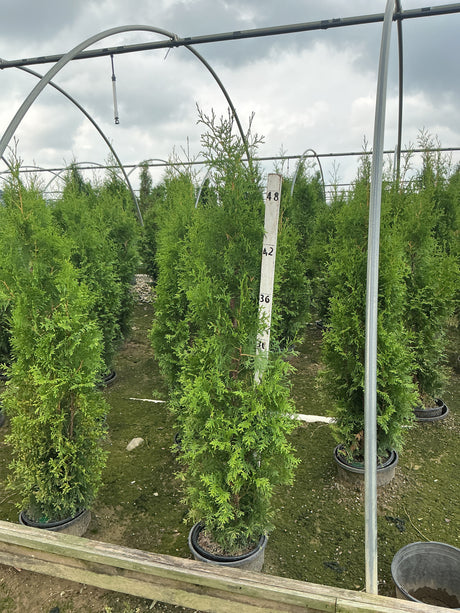 Private Jet Arborvitae trees in nursery containers under a greenhouse structure, showing columnar green foliage habit.