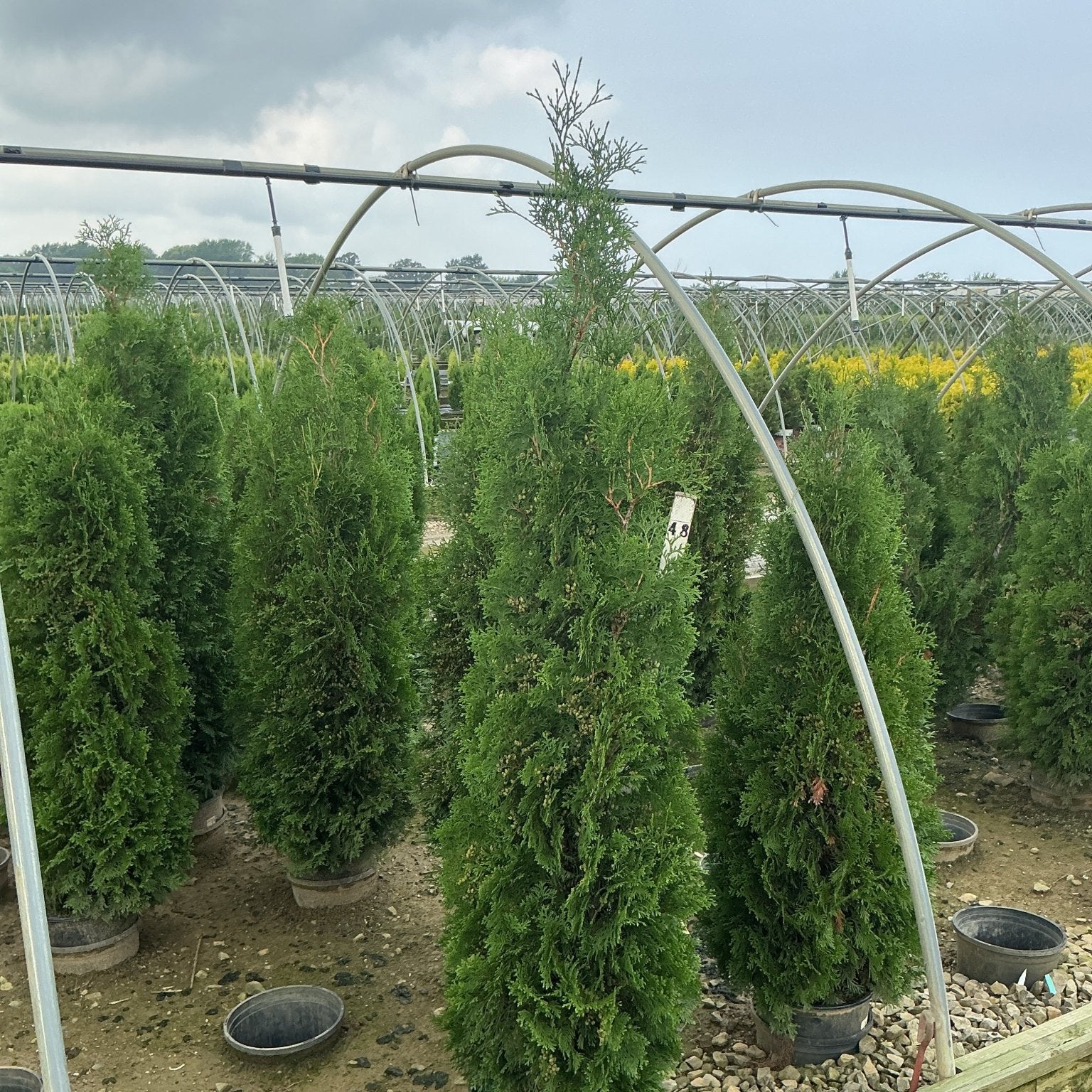 Thuja occidentalis Full Speed A Hedge Thin Man Arborvitae growing in nursery containers showing narrow columnar habit.