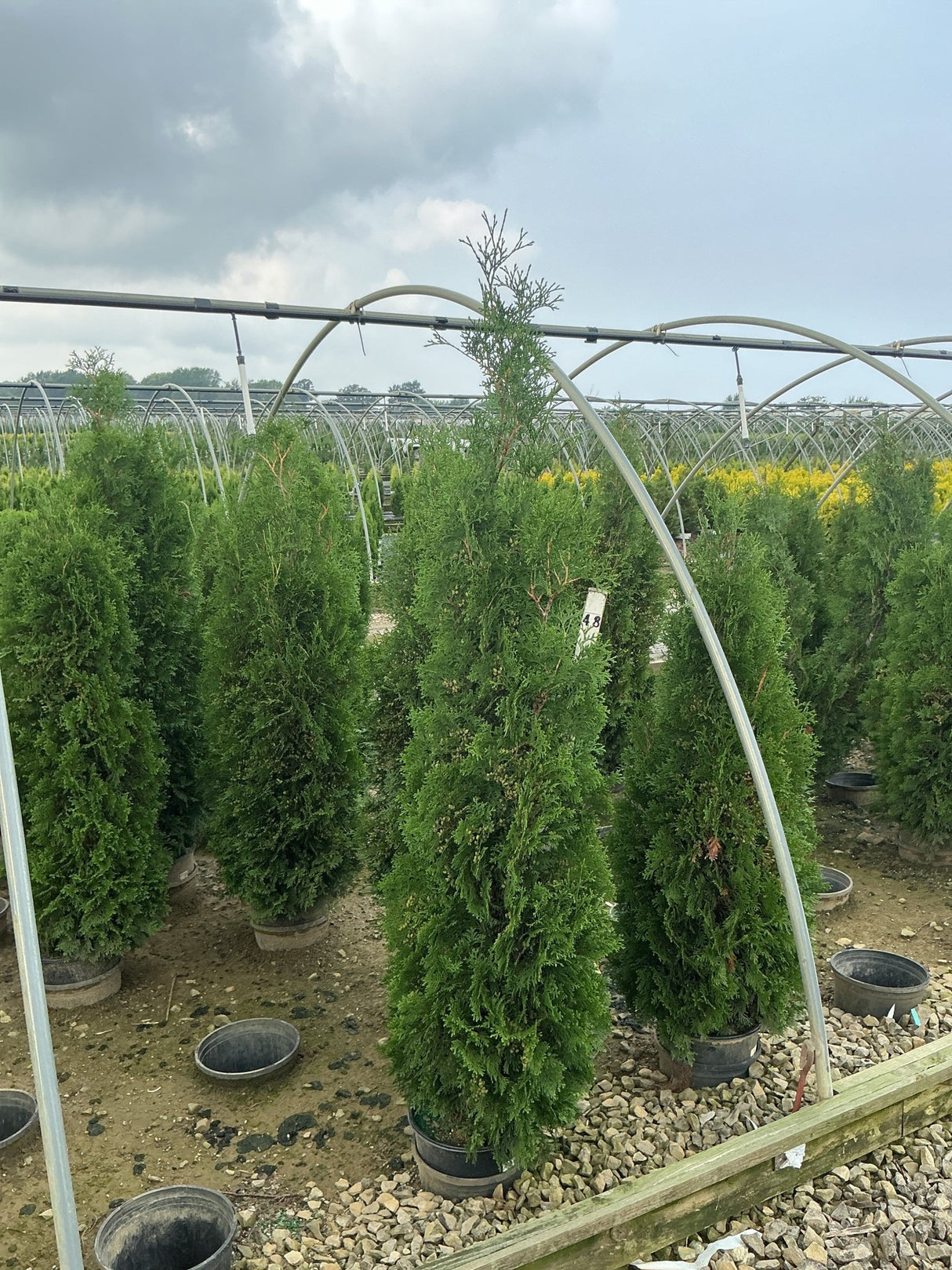 Thuja occidentalis Full Speed A Hedge Thin Man Arborvitae growing in nursery containers showing narrow columnar habit.